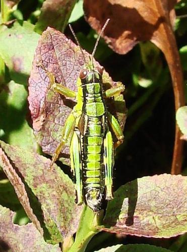Miramella alpina subalpina